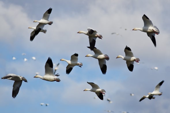 Answering an Age-Old Mystery: How Do Birds Actually Fly?