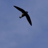 SPINE-TAILED SWIFT