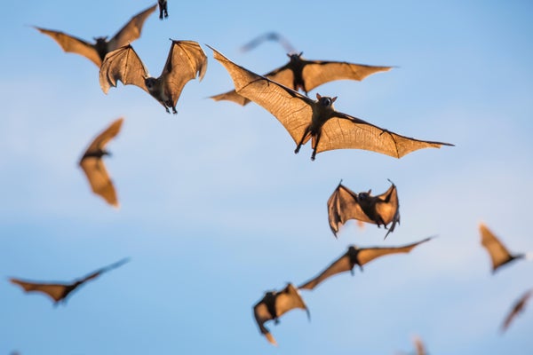 Mass of Straw-coloured fruit bat (Eidolon helvum) in flight
