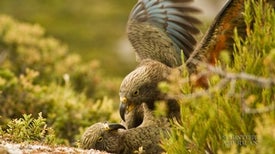 Parrot "Giggles" Trigger Play