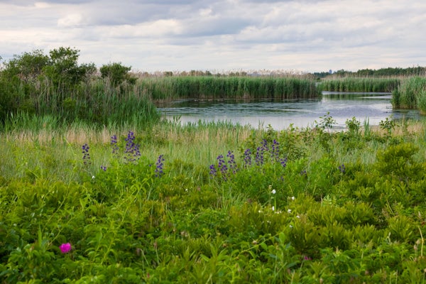 Wildflowers surround a pristine pond.