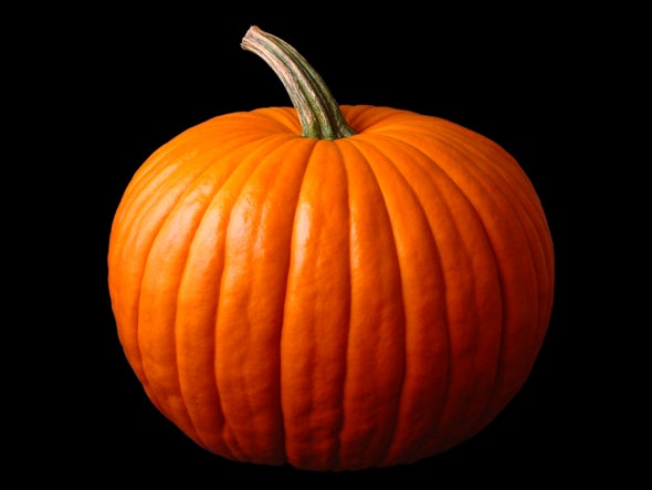 We Owe Our Pumpkins to Pooping Megafauna