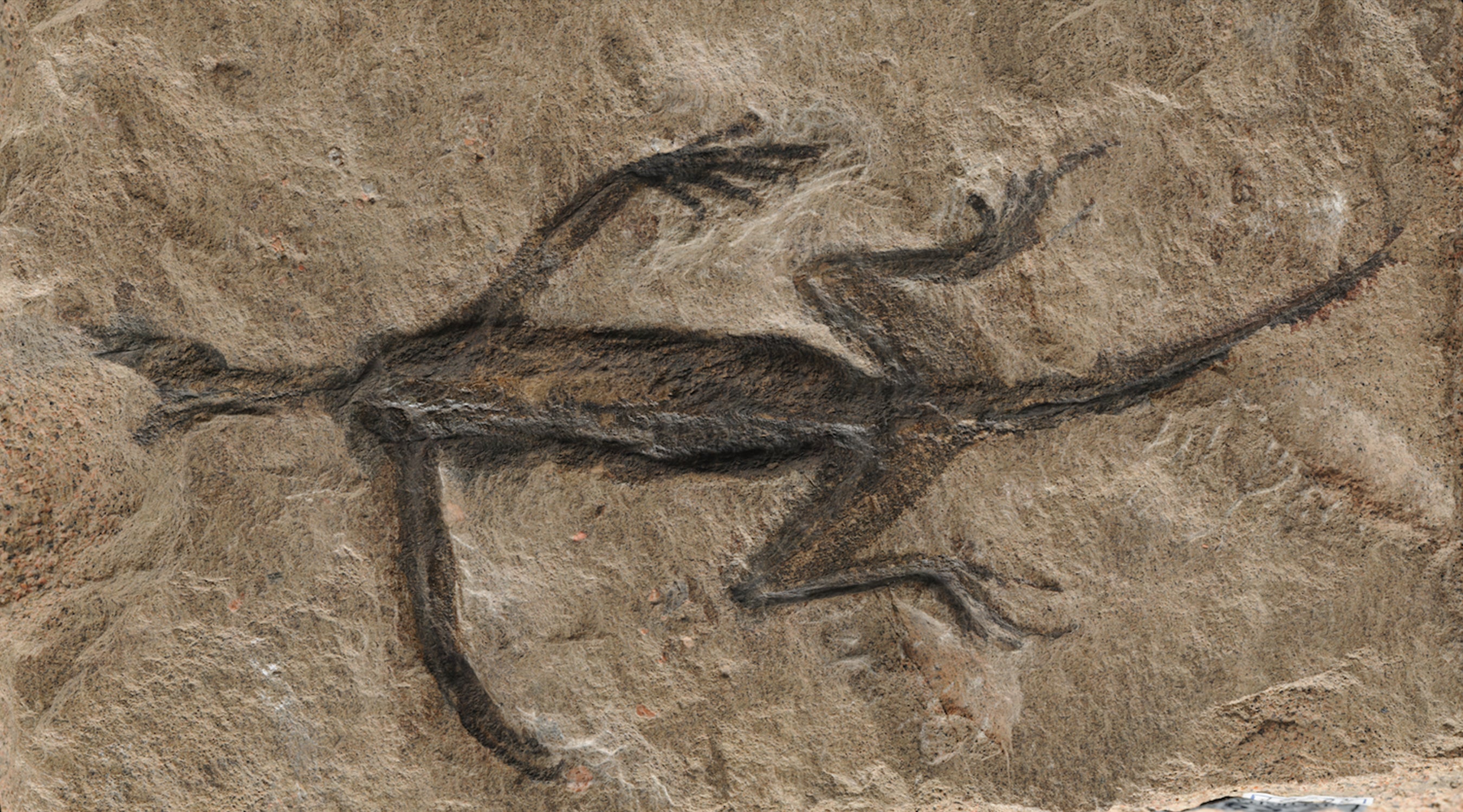 This Treasured Fossil Turns Out to Be a Forgery