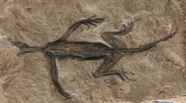 Tridentinosaurus antiquus fossil