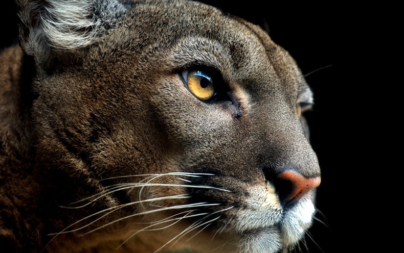 AI Facial Recognition Helping Conserve Pumas -