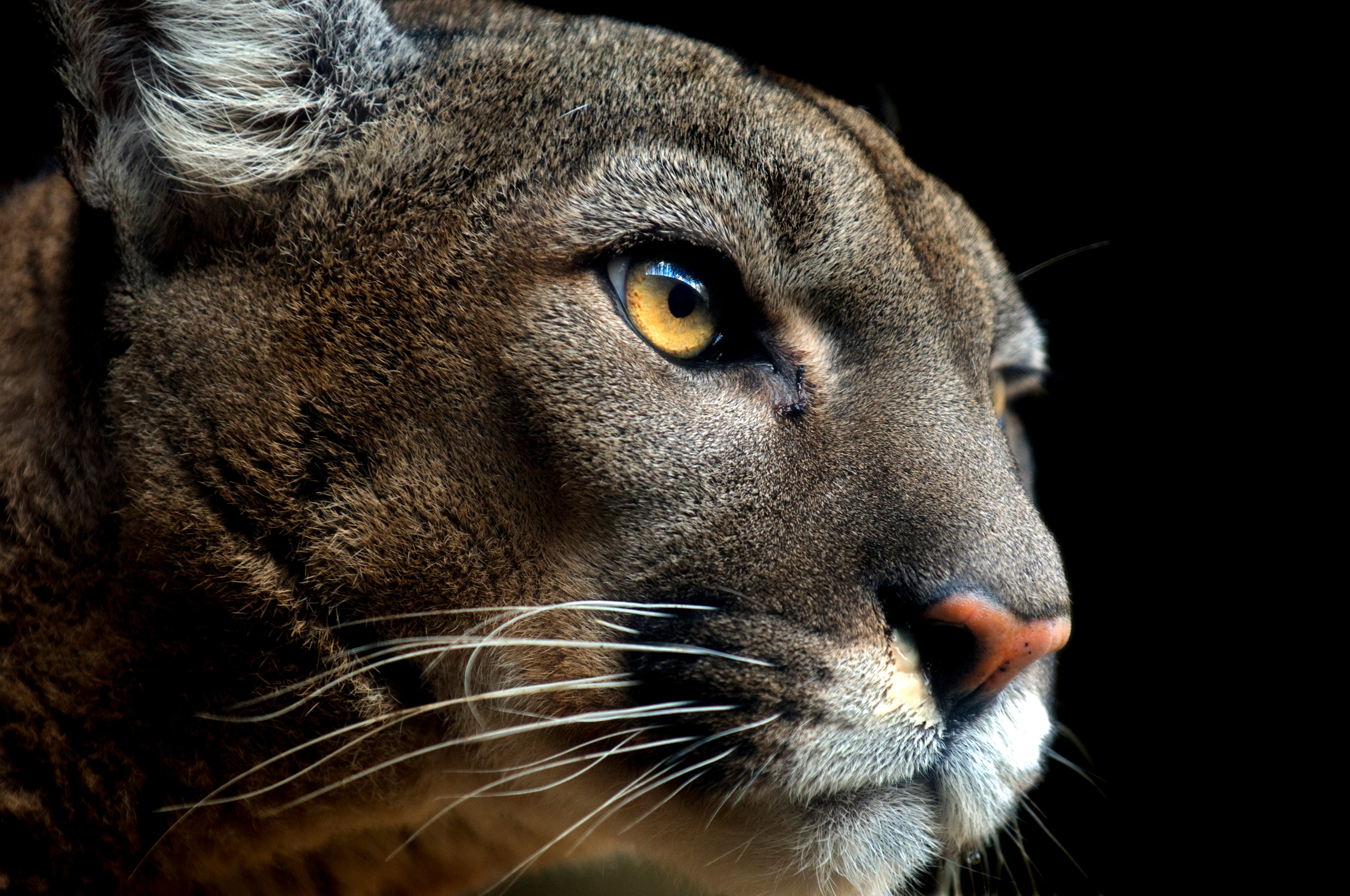 How AI Facial Recognition Is Helping Conserve Pumas