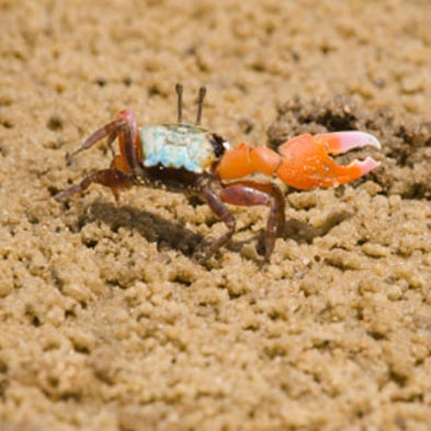 How Crabs Find Their Way Home