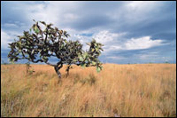 Parched Presence