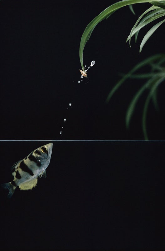 Fishy Smarts: Archerfish Can Recognize Human Faces in 3-D