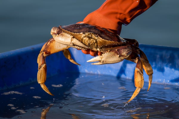 A Dungeness crab is inspected after being offloaded from a boat