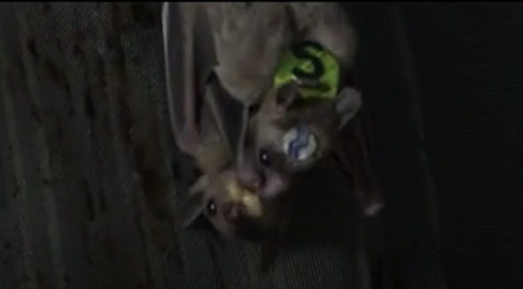 Male Bats Up Mating Odds with Mouth Morsels