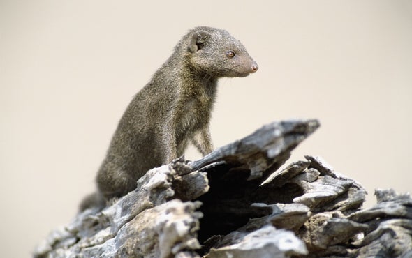 Mongoose Societies Are Skeptical of Strangers