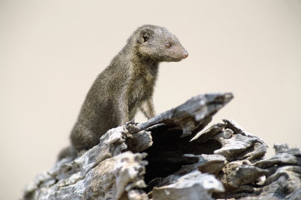 Mongoose Societies Are Skeptical of Strangers