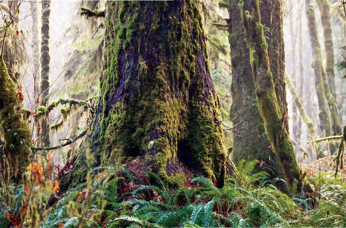 Researchers develop new method to analyze proteins in ecologically  significant moss