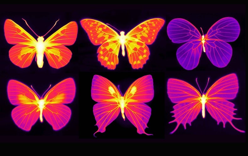 Cool Butterfly Effect: Insect Equipment Could Inspire Heat-Radiating Tech -  Scientific American