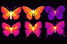 Cool Butterfly Effect: Insect Equipment Could Inspire Heat-Radiating Tech