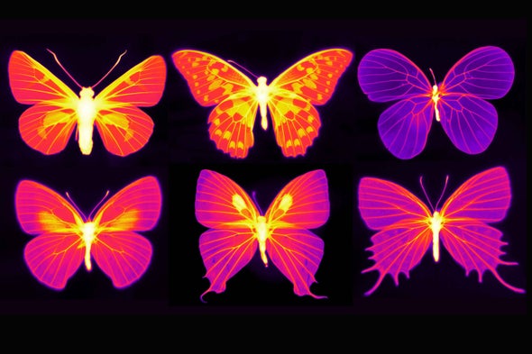 cool butterflies