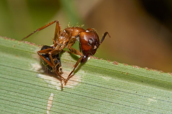 Investigating the Zombie Ant's "Death Grip"