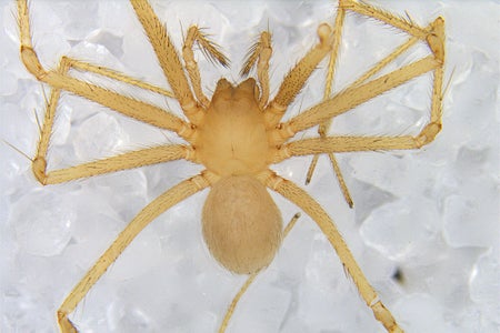 phenotype of a eyeless cave-dwelling Leptonetela spider