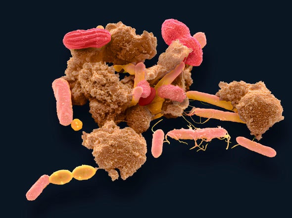 How Bacteria May Help Regulate Blood Pressure Scientific American how-bacteria-may-help-regulate-blood-pressure-scientific-american