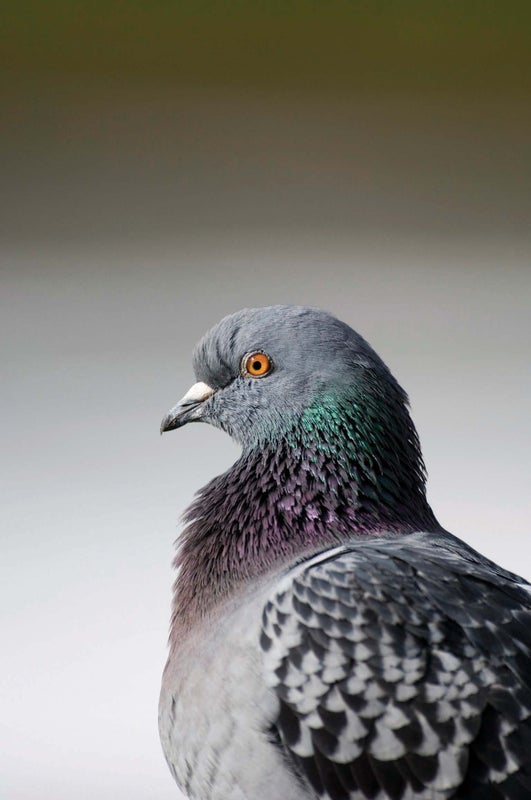 Pigeon Neurons Use Much Less Energy Than Those of Mammals
