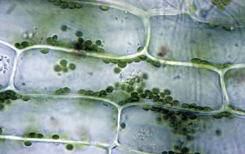 Сильно вытянутые клетки. Элодея фотосинтез. Элодея движение цитоплазмы. Слизевые клетки растений. Клетка с искусственными растениями.