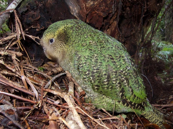 Extinction Wipes Out Evolution's Hard Work