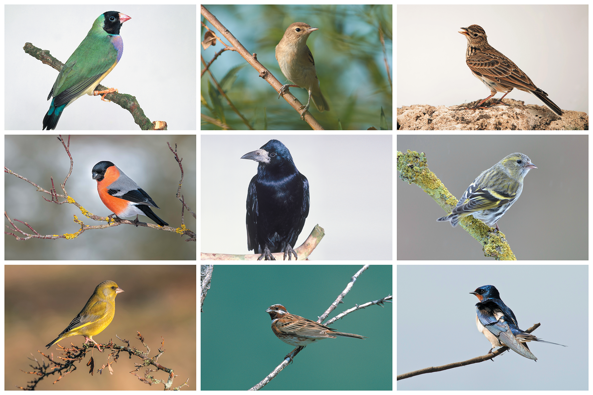 Solving The Mystery Of Songbird Diversity Scientific American