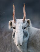 Saiga