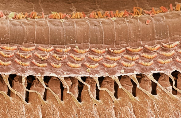 A 40-Year Quest Uncovers Hearing's "Holy Grail" Protein