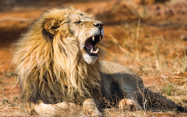 Lions Are The Brainiest Of The Big Cats Scientific American