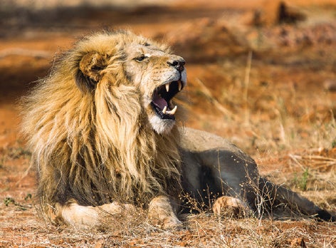 The Truth About Lions, Science