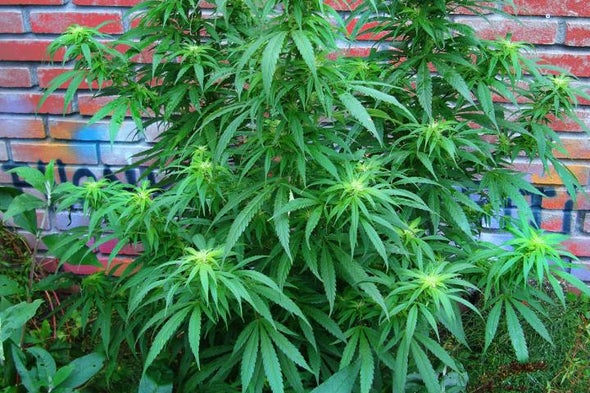Budding Yeast Produce Cannabis Compounds