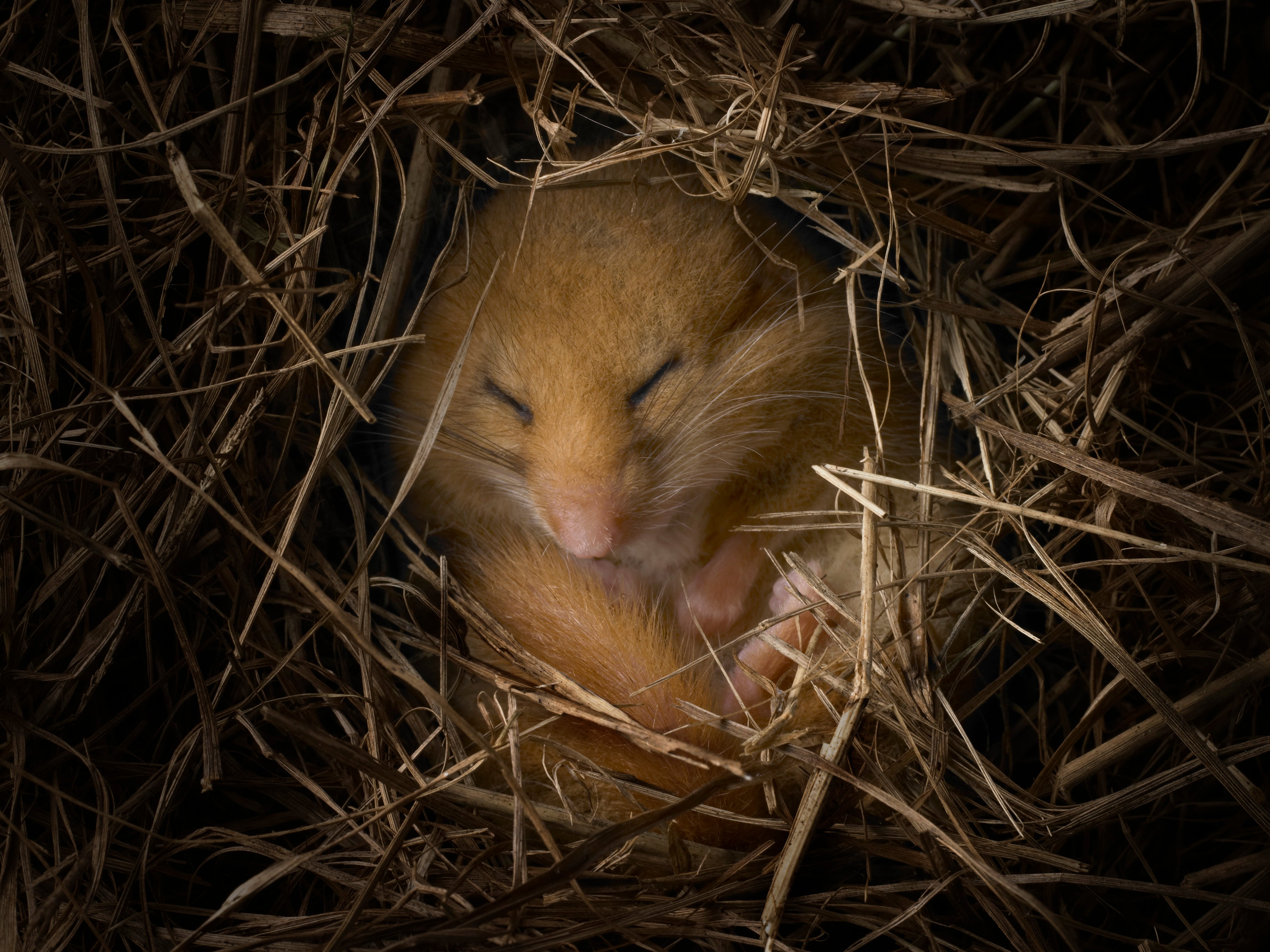 Switch in Mouse Brain Induces a Deep Slumber Similar to Hibernation -  Scientific American