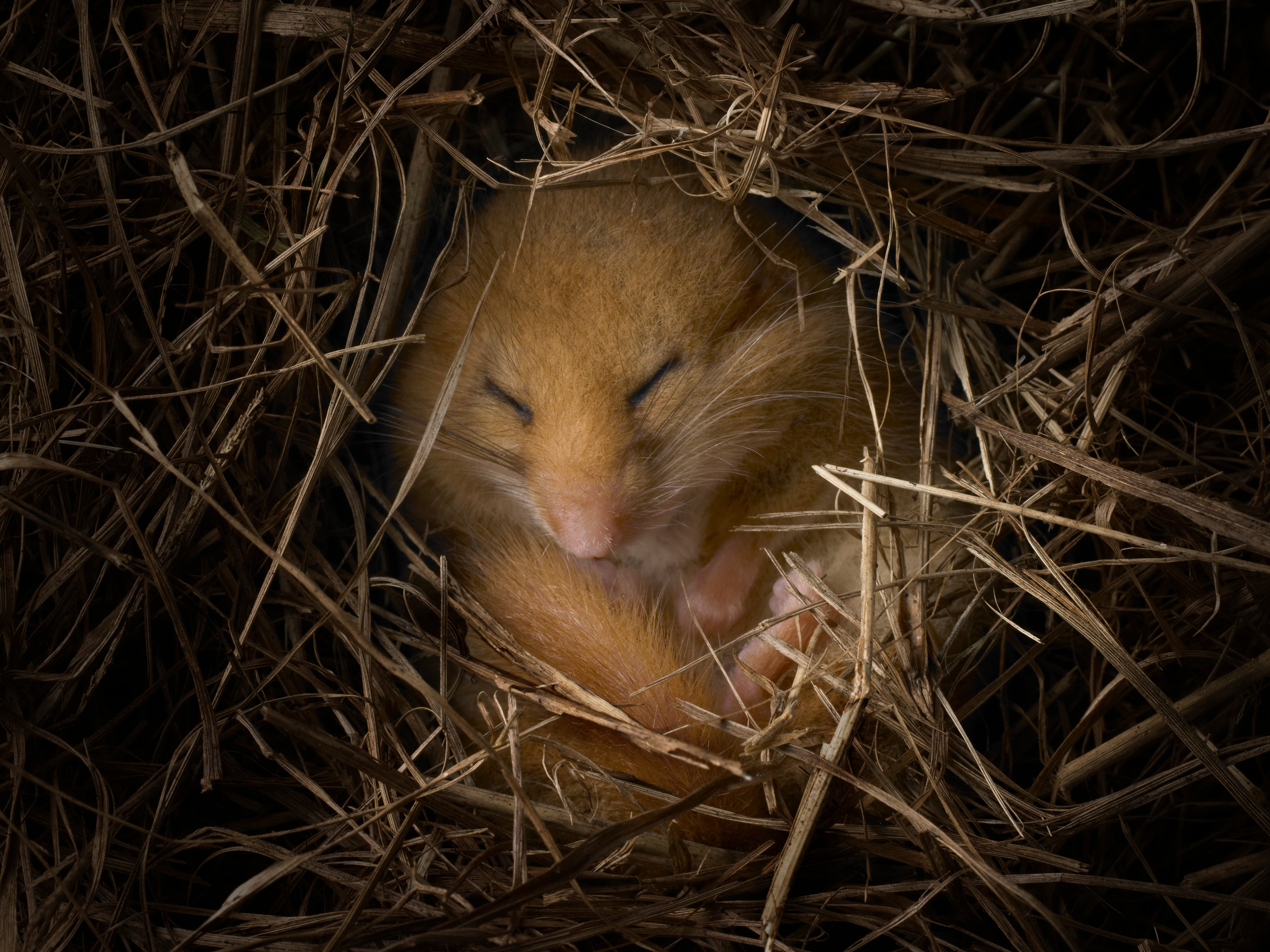 Switch in Mouse Brain Induces a Deep Slumber Similar to Hibernation |  Scientific American