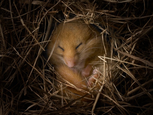 Switch in Mouse Brain Induces a Deep Slumber Similar to Hibernation