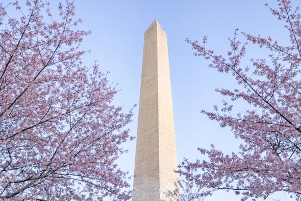 Iconic Cherry Blossoms Are Blooming Earlier Than Ever in Washington, D.C.