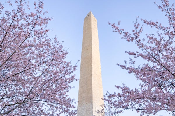 The Washington Monument is seen through blooming Japanese Cherry Blossom trees on the National Mall on March 27, 2021 in Washington, DC.