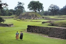 Toxic Algae Plagued Ancient Maya Civilization