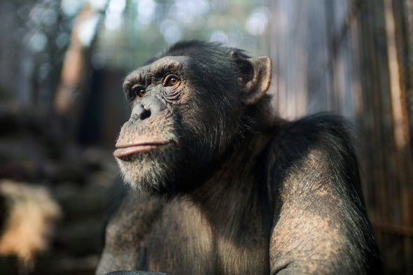 Chimpanzees Are First Animal Shown to Develop Telltale Markers of Alzheimer's Disease