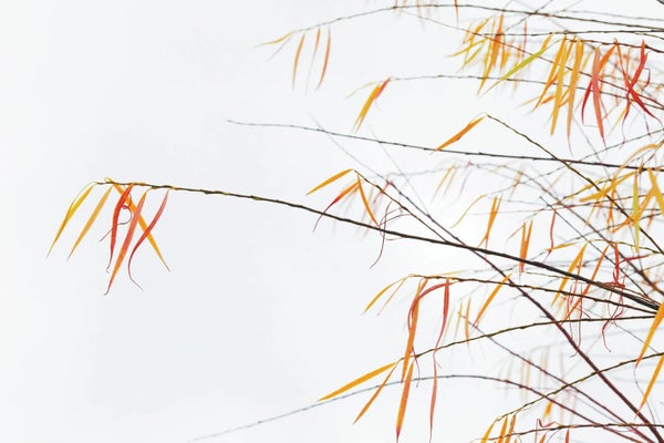 Willow branches with fall foliage against a white background.