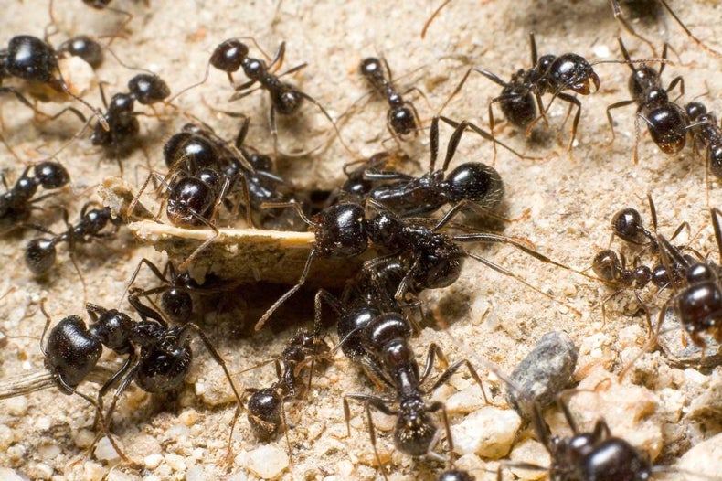 How Ant Colonies Work [Video] - Scientific American