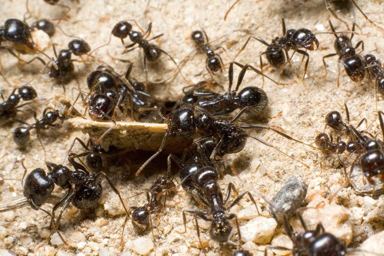 How Ant Colonies Work [video] Scientific American