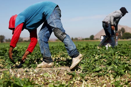 Two farmworkers wearing protective layers bend over to gather produce from unshaded field under harsh sunlight