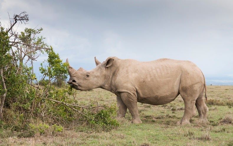 White Rhinos Eavesdrop to Know Who's Who - Scientific American White Rhinos Eavesdrop to Know Who's Who - Scientific American