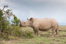 White Rhinos Eavesdrop to Know Who's Who