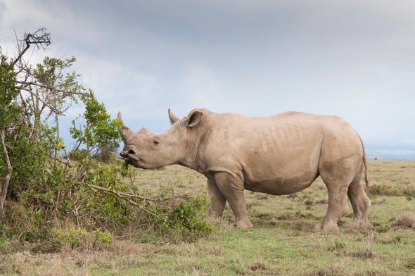 White Rhinos Eavesdrop to Know Who's Who