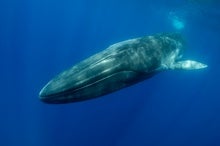 Whales' Long, Loud Calls Reveal Structure beneath Ocean Floor