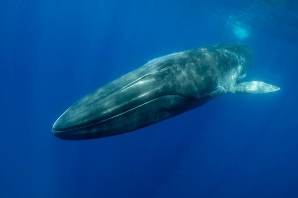 Close view of a fin whale (Balaenoptera physalus) as it swims to the camera in the Atlantic waters of Pico Island in the Azores.