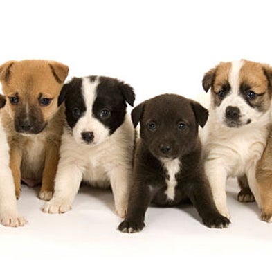 Examples Pictures Of Otterhound Dog Breed Examples Pictures Of Otterhound Dog Breed